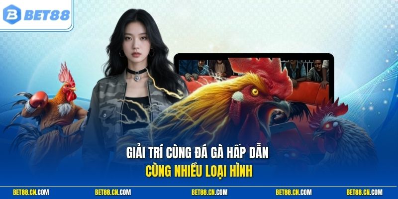 Bet88 – Link Vào Bet88 Chính Thức 2026, Không Bị Chặn 4 Giải trí cùng đá gà hấp dẫn với nhiều loại hình